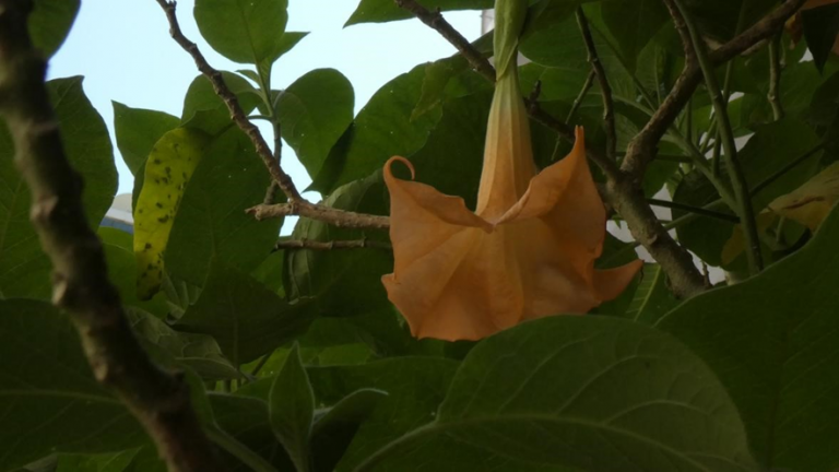 Brugmansia the ornamental paradox of the Media