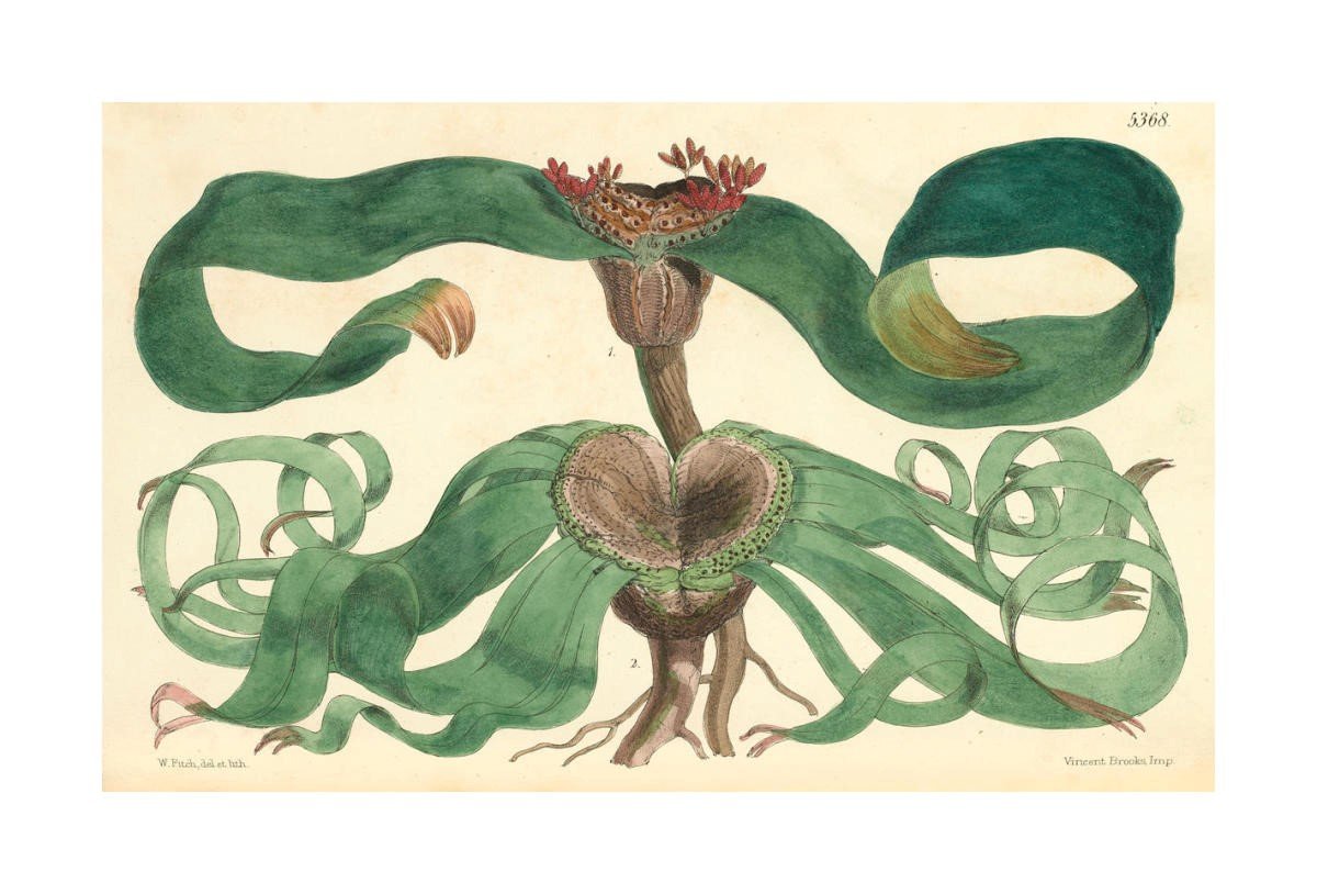 Welwitschia genome, What does it bring to the future ?