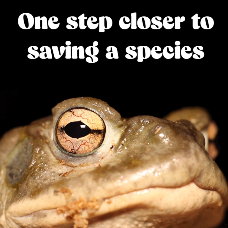 One step closer to saving a species!