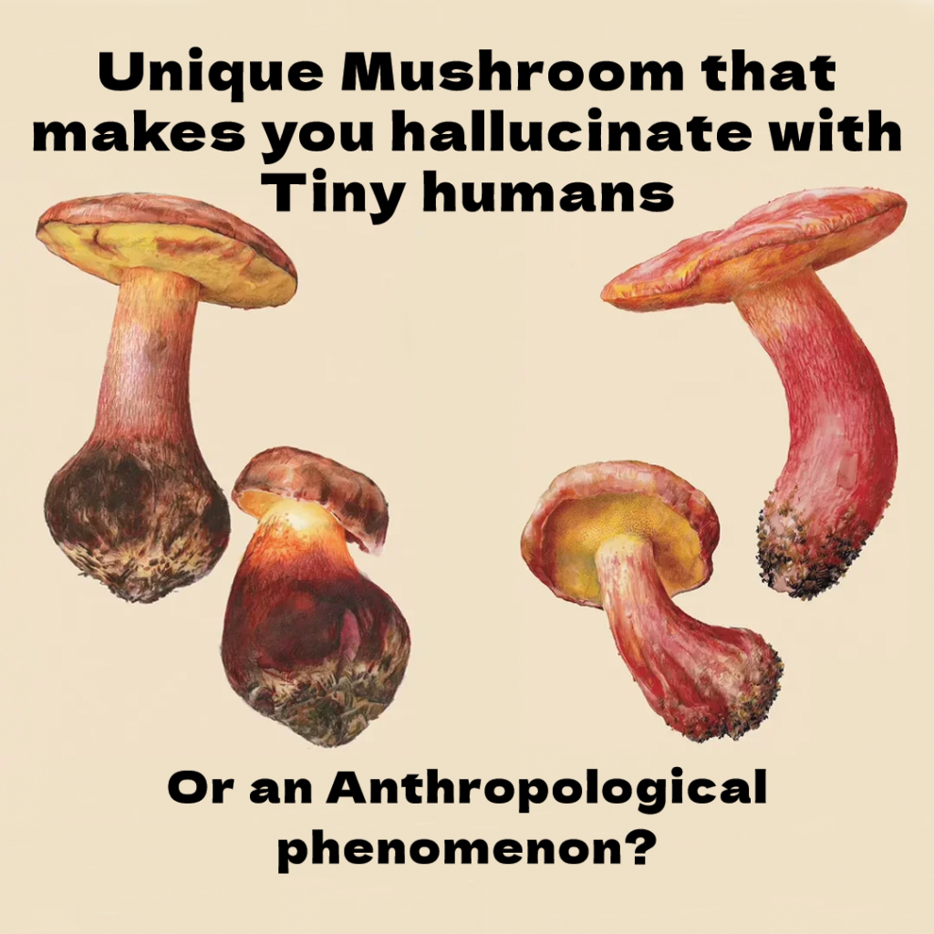 Lanmaoa Asiatica lilliputian hallucinations or an anthropological phenomenon?