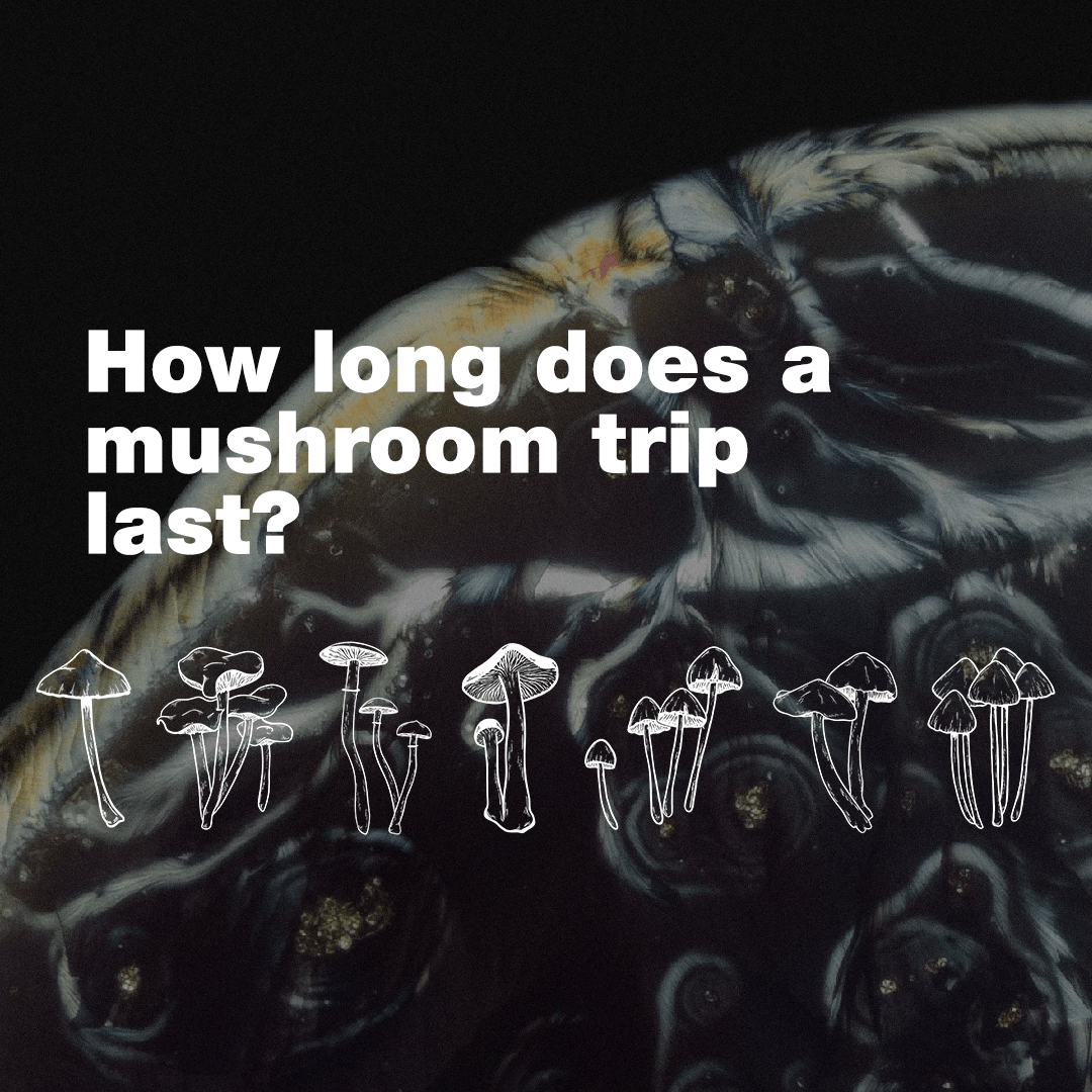How Long Does a Magic Mushroom Trip Last? Psilocybin Effects Explained