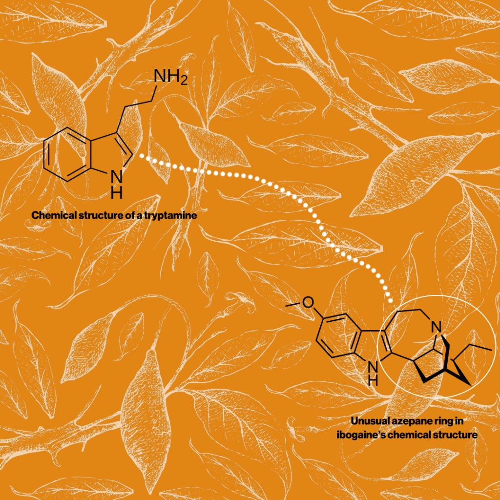 What Is Ibogaine? Uses, Effects, Risks & Addiction Treatment Explained​