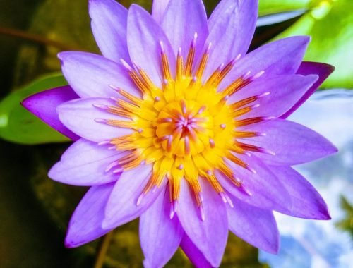 pexels-mahesh-lankapura-72937096-15986441